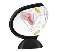 BAZEITFLOW Female Reproductive System Teaching Tool for Medical Education and Research Visible Human Organ Anatomy Aid for and Health Instruction