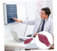BAZEITFLOW Lb Human Muscle Model with Realistic Anatomy for Teaching and Fitness Enthusiasts Educational Body Muscle Without Base Easy to Use for Students and Trainers