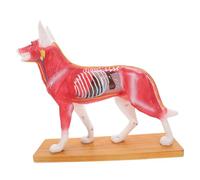 BAZEITFLOW Professional Dog Acupuncture Model Canine Anatomy Teaching Tool for Students Medical School Laboratory Practice with Detailed Color Coded Structure