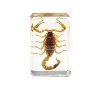 BBASILIYSD Insect Stone Natural Scorpions Inclusion Amber Specimen Decorative Gift Wedding Travel Cfraft Paperweight O9O2 Resin Party