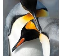 BBC Earth - King Penguins Blank Greeting Card with Envelope