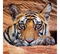 BBC Earth Photographic Blank/Birthday Card (MG-BBH125) - Tiger Cub - Suitable for Any Recipient