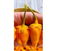 Bbg Naga Yellow Chilli Seeds - 10 Fresh Seeds