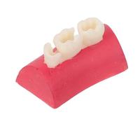 BCOATH Dental Student Training Model for Root Canal and Pulp Cavity Practice, Plastic Tooth Model with Effortless Maintenance and Training Advancement, for Classroom Education and Dental