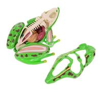 BCOATH Frog Dissection Model Educational Anatomy for Classroom and Homeschool Biology Lessons Reusable Sturdy Construction with Accurate Internal Organs Representation for Science