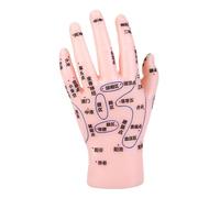 BCOATH Hand Acupuncture Display Model with Labeled Reflexology Points for Tcm Teaching and Massage Training Beginner Friendly Hand Simulation Tool for Education and Healthcare Use