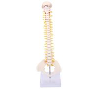 BCOATH Human Spine Model PVC with Pelvis and Tailbone for Student Learning and Display, Anatomical Vertebral Column Including Intervertebral Discs and Nerve Roots
