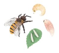 BCOATH Realistic Honey Bee Life Cycle Model Lightweight Cognitive for Boys and Educational Insect Growth Cycle Figurines for Teaching and Home Decor