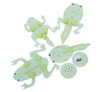BCOATH Tadpole Learning Material Kit DIY Frog Growth Model Biology Science Supply for Students Educational Science Activity Enhancing Cognitive Skills and Manual Dexterity in Biology