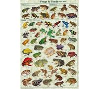 BCTS Frogs & Toads Of The World Laminated Educational Science Chart Poster Wall Art Decor Metal Sign Poster 8x12 inches