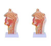 Bdfhjln 2X Nasal Cavity Throat Anatomy Model Human Anatomical Pharynx Larynx Model for Students Study Display Teaching