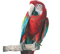 Beach Branch Perch Edible Parrot African Greys Conure Macaws Caique - Large