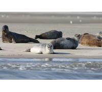 Beach Seals-1000-Piece Puzzle Game: Educational, Recyclable Materials, and High-Definition Printing Puzzle 14 years+
