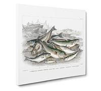 Beached Fish PL. 67 by Oliver Goldsmith Vintage Canvas Wall Art Print Ready to Hang, Framed Picture for Living Room Bedroom Home Office Décor, 14x14 Inch (35x35 cm)
