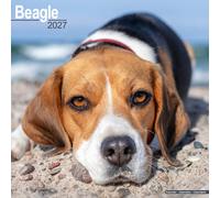 Beagle 2027 Calendar | Square Wall Calendar | Dog Breed Gift | Plastic Free Packaging | by Avonside Publishing