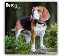 Beagle Calendar 2025 Square Dog Breed Wall Calendar - 16 Month 9781804603109 NE