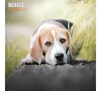 Beagle 2025 Traditional Calendar