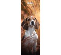 Beagle 2026 Slim Calendar