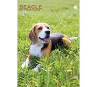 Beagle 2027 Wall Calendar, 12 Month, A3, Full Colour, Wirobound (CRU)
