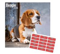 Beagle Calendar 2026 | Square Calendar | 16 months | With FREE Organisational Stickers