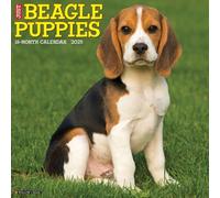 Beagle Puppies 2025 Wall