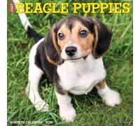 Beagle Puppies 2026 12 X 12 Wall Calendar