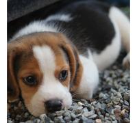 Beagle Puppy Blank Any Occasion Greeting Card Second Nature Gallery Cards
