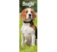 Beagle Slim 2026 Calendar | Slimline Wall Calendar | Dog Breed Gift | Plastic Free Packaging | by Avonside Publishing