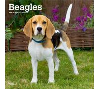 Beagles 2026 - 16-Monatskalender: Original BrownTrout-Kalender [Mehrsprachig] [Kalender]