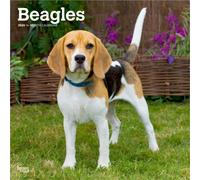 Beagles 2026 Square Flap Calendar