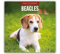 Beagles 2026 Square Wall Calendar