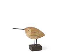 Beak Bird Awake Snipe Teak