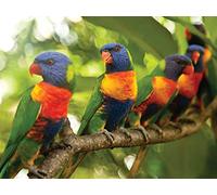 Beaks, Claws, and Eating like a Bird