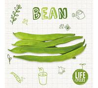 Bean (Life Cycles)
