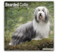 Bearded Collie 2025 Square Wall Calendar | Dog Breed Calendar
