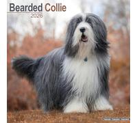 Bearded Collie 2026 Calendar | Square Wall Calendar | Dog Breed Gift | Plastic Free Packaging | by Avonside Publishing