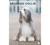 Bearded Collie - A3 Calendar 2026