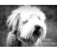 Bearded Collie Black and White Art Mothers Day Card