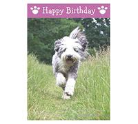 Bearded Collie, Dog Birthday Card
