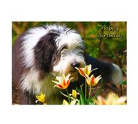 Bearded Collie Dog Birthday Greeting Card