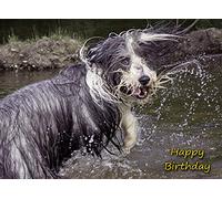 Bearded Collie Dog Birthday Greeting Card