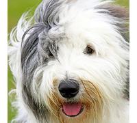 Bearded Collie Dog Greeting Card - Square