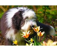 Bearded Collie Greeting Card - Landscape