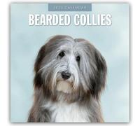 Bearded Collies 2025 Square Wall Calendar by Red Robin 9781804424254 | Brand New