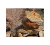 Bearded Dragon,500 Pieces Puzzles for Adults-Wooden Jigsaw Puzzle for Adults Elderly