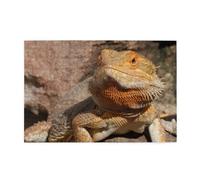 Bearded Dragon, Jigsaw Puzzles 1000 Pieces Wooden Jigsaw Toy Family Game Wall Decor for Adults Teens