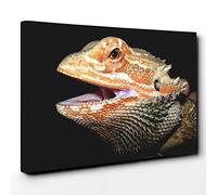 Bearded Dragon Lizard Canvas Print | Gallery Wrapped 30mm Frame Wall Art | 30x20 inches | Ready to Hang | Modern Animals Picture | Living Room Bedroom Lounge Office