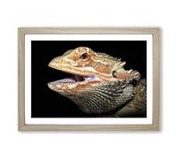 Bearded Dragon Lizard Framed Print | A2 Oak Framed Wall Art | Ready to Hang | Modern Nature Picture | Living Room Bedroom Lounge Office