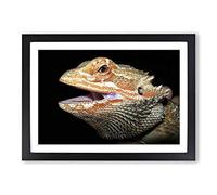 Bearded Dragon Lizard Framed Print | A2 Oak Framed Wall Art | Ready to Hang | Modern Nature Picture | Living Room Bedroom Lounge Office