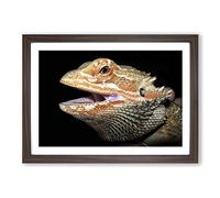 Bearded Dragon Lizard Framed Print | A2 Walnut Framed Wall Art | Ready to Hang | Modern Nature Picture | Living Room Bedroom Lounge Office
